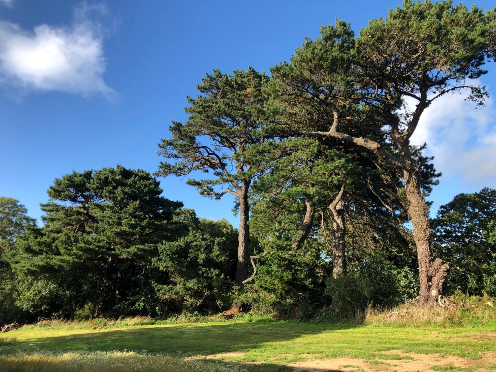 Les Ecolodges Sous Le Phare Louannec Kültér fotó